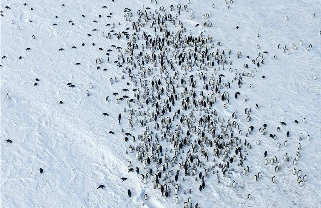 남극 최대 황제펭귄 번식지서 새끼 70% 사라졌다[과학을읽다]