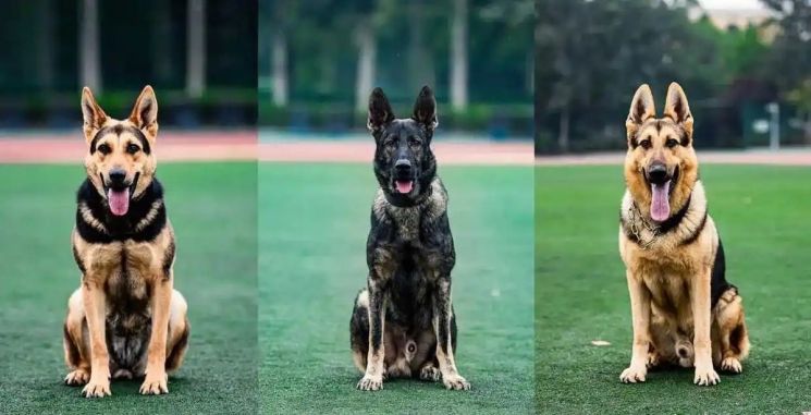 자립 강조 中, 경찰견도 자국 '쿤밍견' 적극 활용 