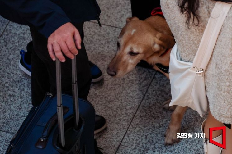 [포토] 마약 탐지활동하는 관세청 마약탐지견