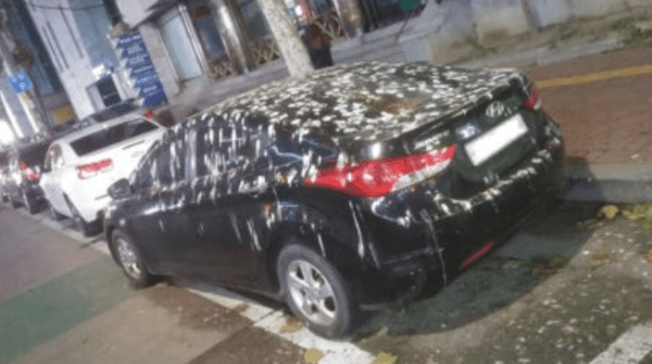 멀리선 눈 덮힌 차, 가까이 가 보니 '하얀 똥' 범벅…범인은 '이것'