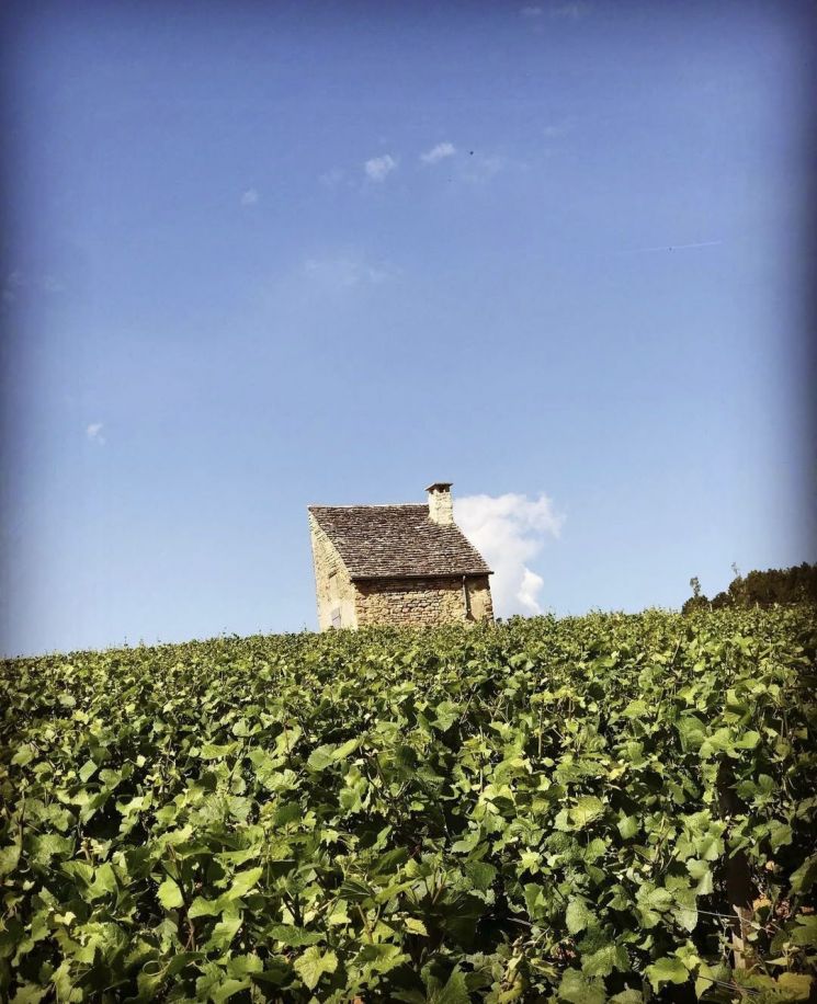 [아경와인셀라]"첫 모금보다 황홀한 막잔"… 포마르의 느린 피노 누아
