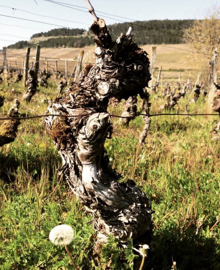 [아경와인셀라]"첫 모금보다 황홀한 막잔"… 포마르의 느린 피노 누아