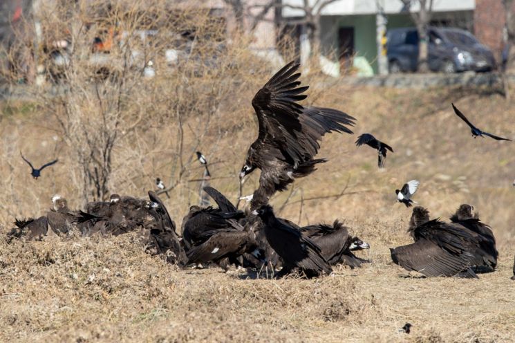 몽골서 2000㎞ 날아온 하늘의 제왕… 울산시, '2026년 독수리학교' 참가자 모집