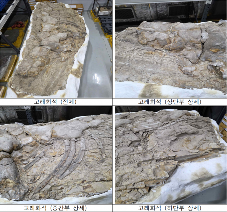 포항서 발견한 고래화석·결핵체, 천연기념물 지정