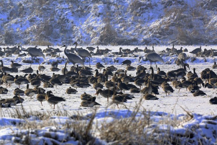 고양 장항습지, 어떻게 3만 마리 철새의 낙원이 됐나?