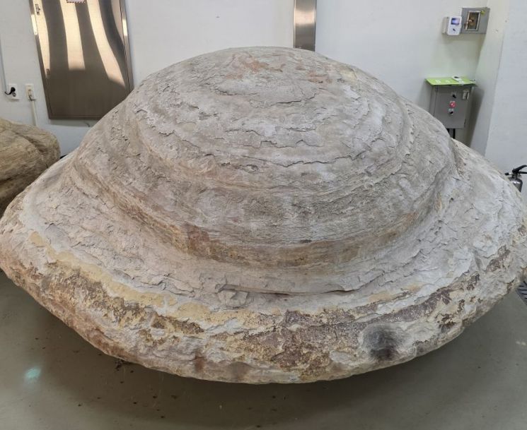 포항 신생대 두호층 고래화석·결핵체, 국가지정 천연기념물 지정