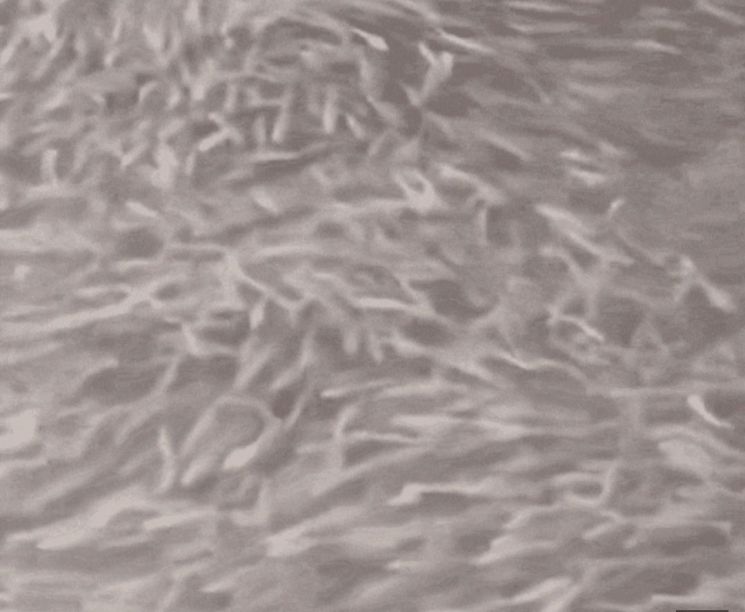 '대지진 전조 아니냐' 수면 뒤덮은 물고기 떼에…오사카 '술렁'