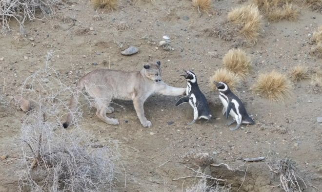 닥치는 대로 펭귄 사냥, '퓨마'가 달라진 까닭