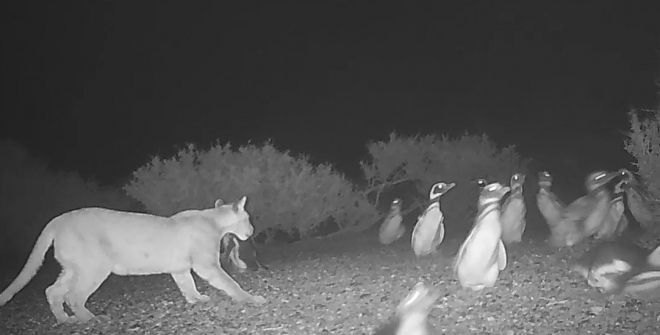 닥치는 대로 펭귄 사냥, '퓨마'가 달라진 까닭