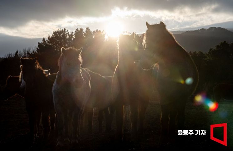 [포토] 제주마의 기운 받아 코스피 5000으로