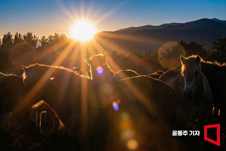 [포토] '붉은 말의 해'