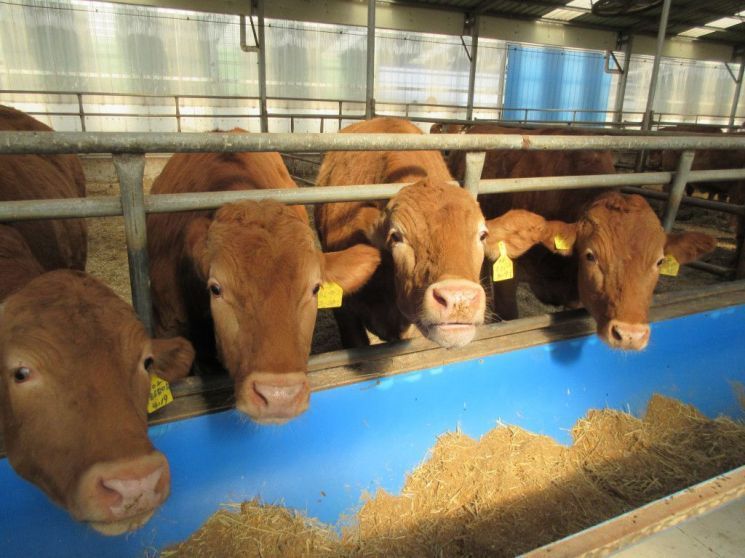 소고기가 인류 미래 바꿀까…"전 세계인이 바꿔야" 경고