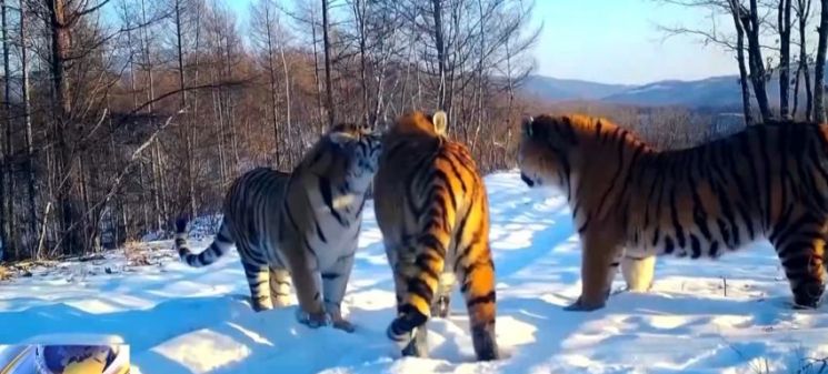 "숨 멎을 만큼 감동적" 백두산 호랑이 어미와 새끼 5마리 포착