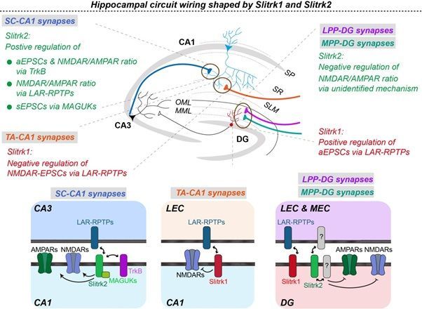뇌질환 치료의 새 실마리 열리나…시냅스 연결 '상황별 조절' 원리 규명[과학을읽다]