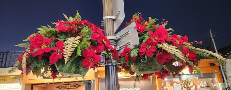 경주시, 겨울꽃으로 도심 새단장…'APEC·관광도시' 품격 높인다