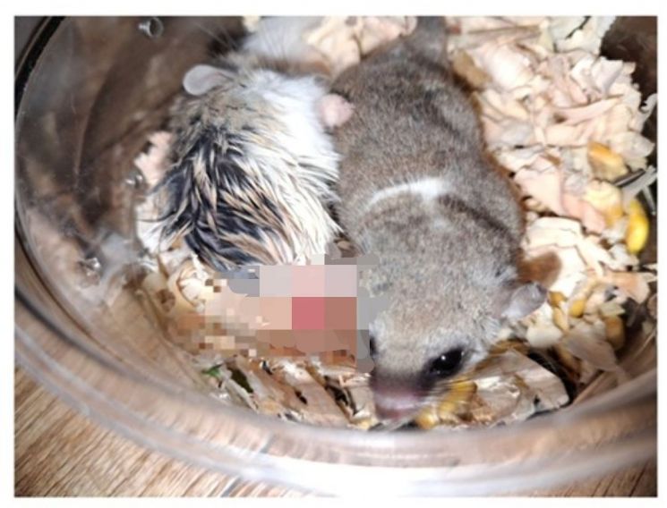 햄스터 합사에 잔혹 학대 생중계… 경찰, 수사 착수