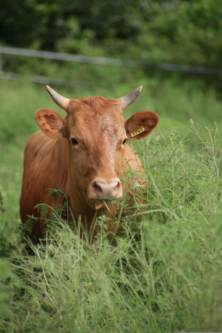 제주도 '최고' 기록 한우 출하…등심 단면 171㎤