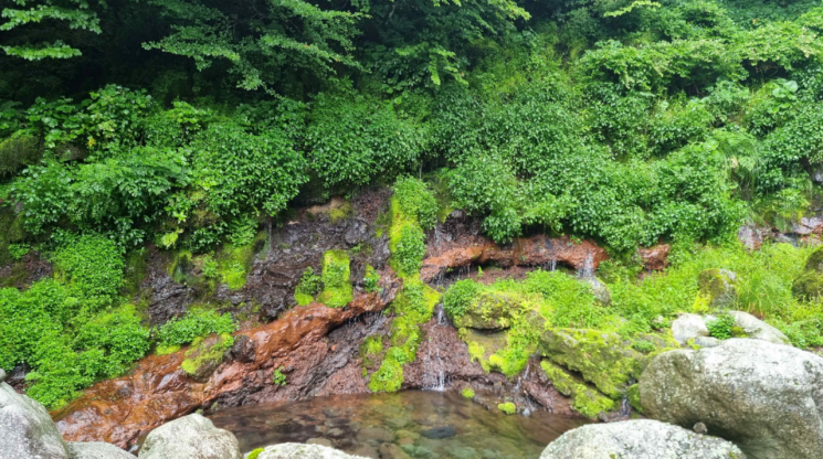 한라산 해발 1000m 계곡 용천수, 천연기념물 된다