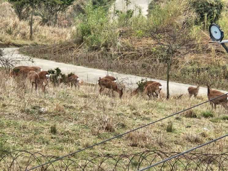 꽃사슴 올해 '100마리' 죽는다…유해 야생동물 지정, 이달부터 포획 시작