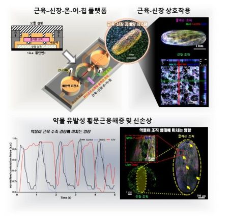 KAIST "약물 부작용·급성 신장 손상, 미세 칩 위에서 예측"
