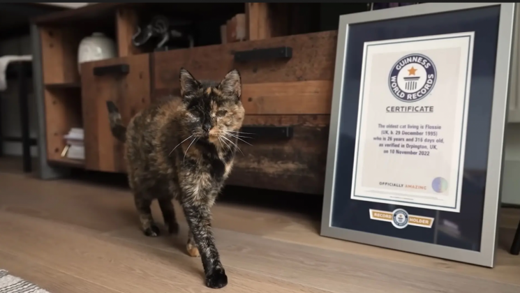 사람이면 무려 136세…세계 최고령 고양이 장수 비결, 뭐가 달라도 다르겠지?