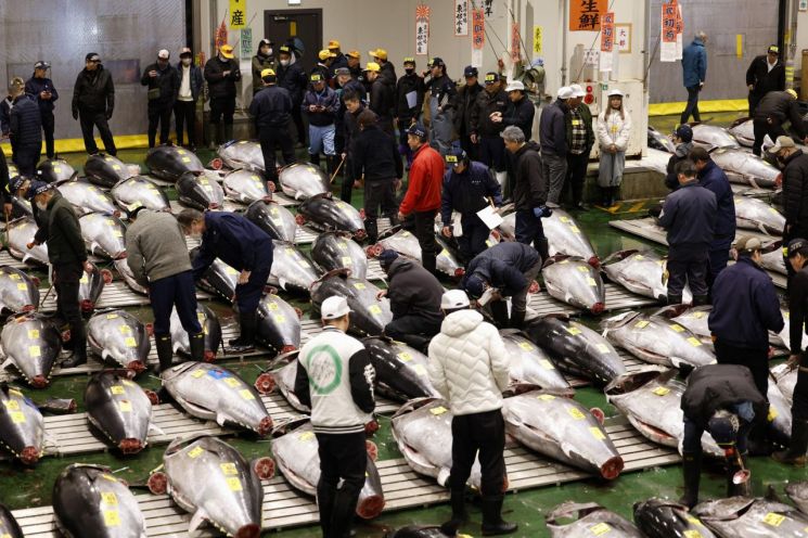 "참치 한 마리에 47억을 태워?"…새해 첫 경매서 역대 최고가 속출