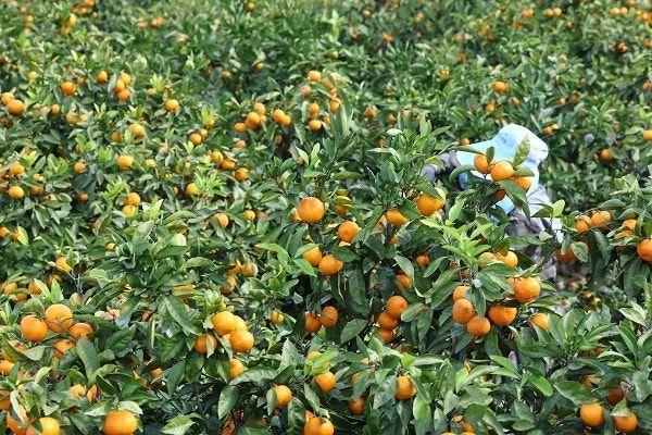 "어차피 다 제주 귤 아니야?" 알고 봤더니…올해 1만6000t 와르르 쏟아진 미국산