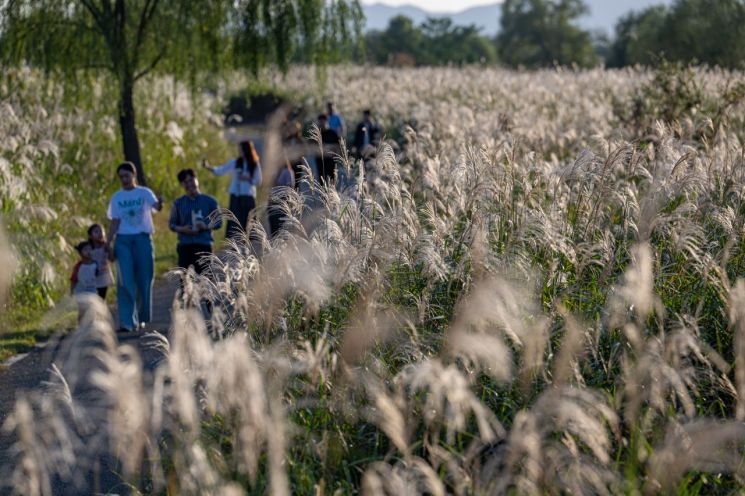 광주 서구 서창억새축제, 대한민국축제콘텐츠 4년 연속 대상