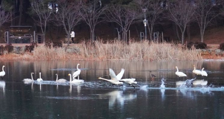 겨울철새 고니의 訪韓, 대한민국의 맑은 숨 '울진'서 힘찬 날개짓