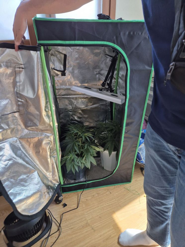 “작품 잘 쓰려고” 대마 밀수·재배, 프리랜서 작가 적발