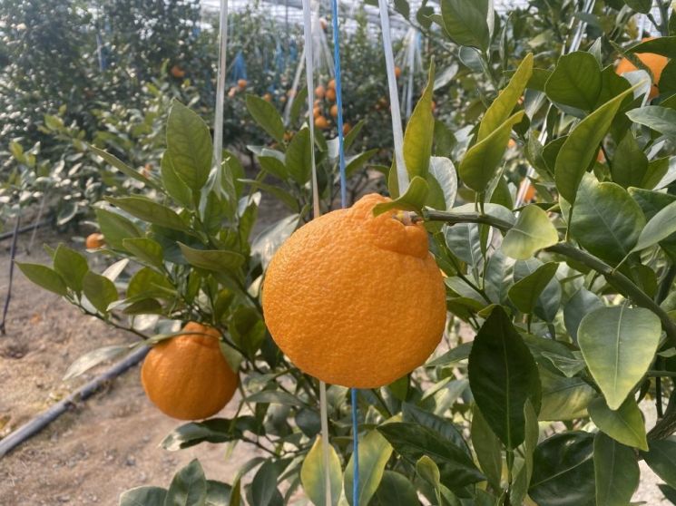 “짓는 농업에서 버는 농업으로”… 포항시, 61억원 투입 농업 대전환 추진