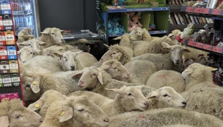 "사료통인 줄 알았나" 양 50마리 '메에~' 하며 마트 난입