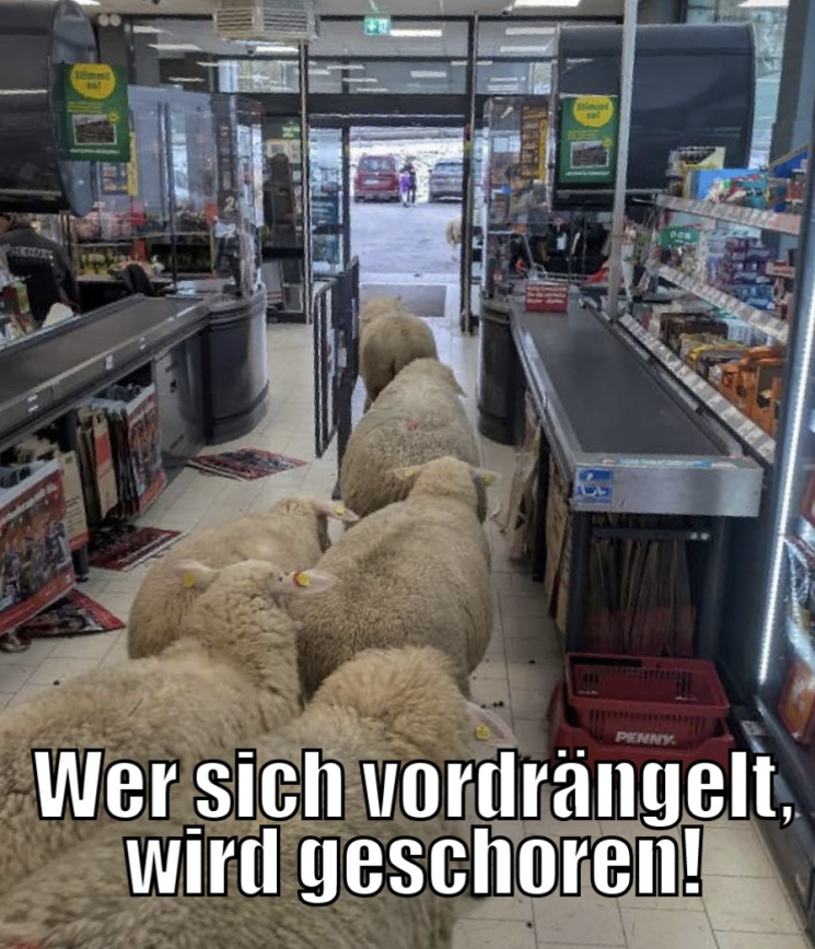 "사료통인 줄 알았나" 양 50마리 '메에~' 하며 마트 난입