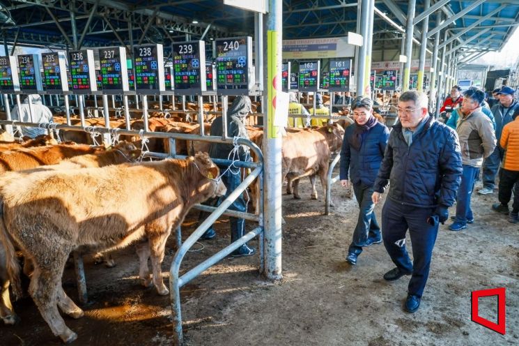경매장에 모인 숫자가 말한다…예천 축산 현장의 회복 신호 