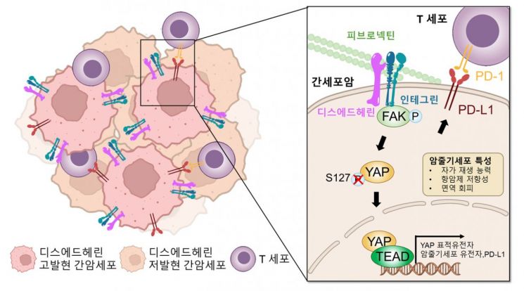 GIST, 간암 약물 내성·면역 회피 원인 규명…치료 돌파구 제시
