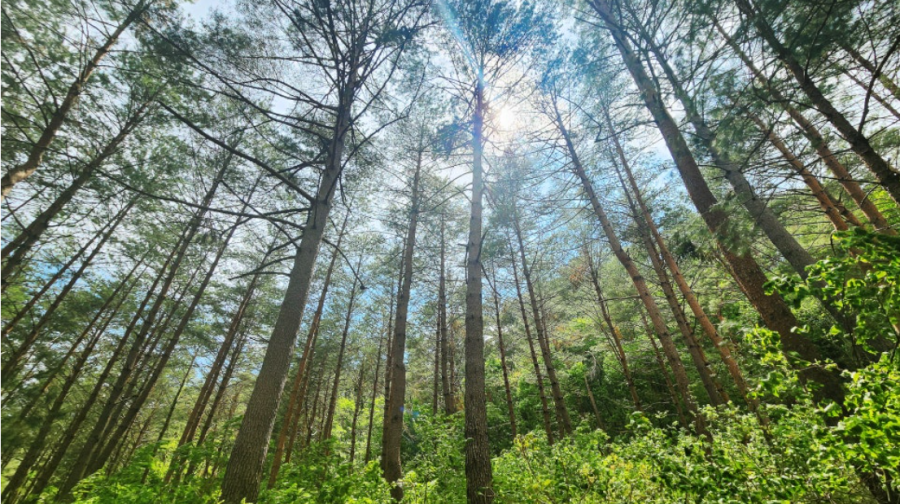 롤러코스터 주식시장에 '멘붕' 온 개미들 ○○○투자 주목하라[주末머니]