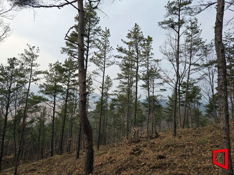 숲의 구조를 바꿔 확산을 끊다…안동의 재선충 ‘전면 차단전’