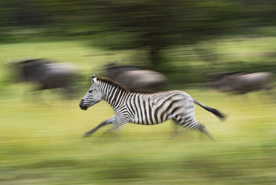 One Drink Alcohol, One Drink Control... Are You Familiar with Generation Z's "Zebra Drinking"?