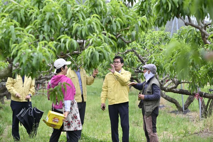 영덕군, 과수밭에 31억원 뿌렸다… 사과·배·포도·복숭아 경쟁력↑