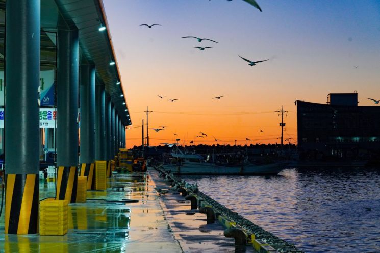[포토] "오징어도 줄을 서시오"… 울진 죽변항에선 매일 아침 전쟁