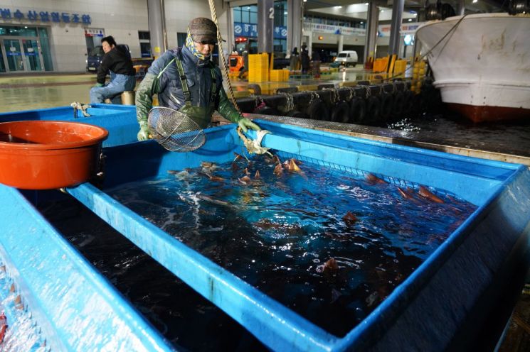 [포토] "오징어도 줄을 서시오"… 울진 죽변항에선 매일 아침 전쟁