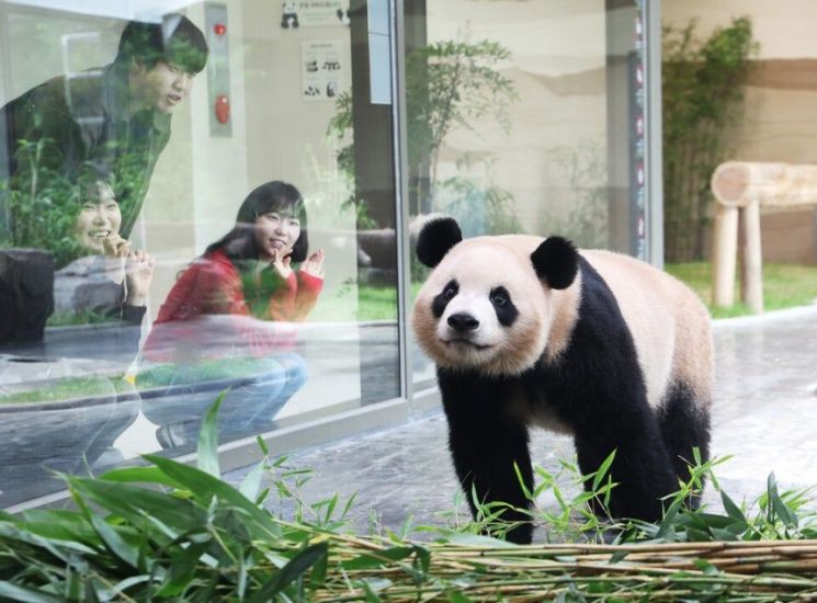 "판다 주고 받는 외교 그만" 동물단체 반발