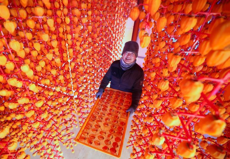 [포토] 겨울 입맛 책임지는 함양 고종시 곶감