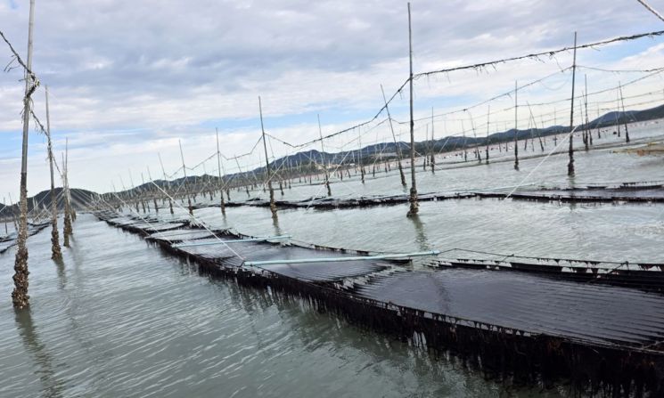 고 품질 곱창김 '햇바디2호' 신품종 등록 출원