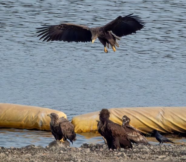 울산 회야댐에 날아든 ‘국가대표급 새들’… 먹황새·검독수리 등 '천연기념물 어벤져스' 발견