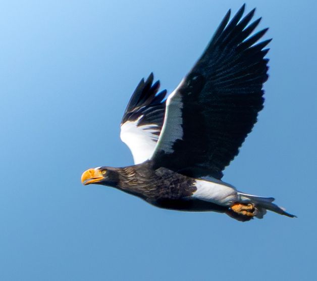 울산 회야댐에 날아든 ‘국가대표급 새들’… 먹황새·검독수리 등 '천연기념물 어벤져스' 발견