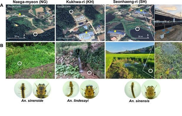 "논이 아닌 관개수로"…강화 DMZ 인근 말라리아모기, 서식지 변화·다중 살충제 내성 확인[과학을읽다]