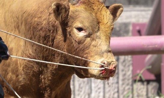 "소 약물 주입 후 출전"…청도 소싸움 동물학대 실태조사