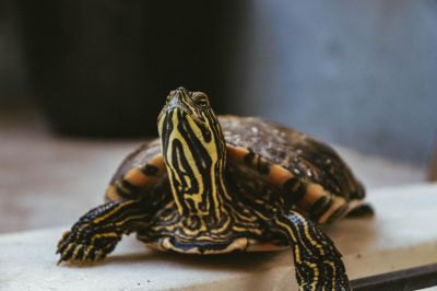 주택 바닥 아래서 발견된 거북…어떻게 10년을 살아남았나