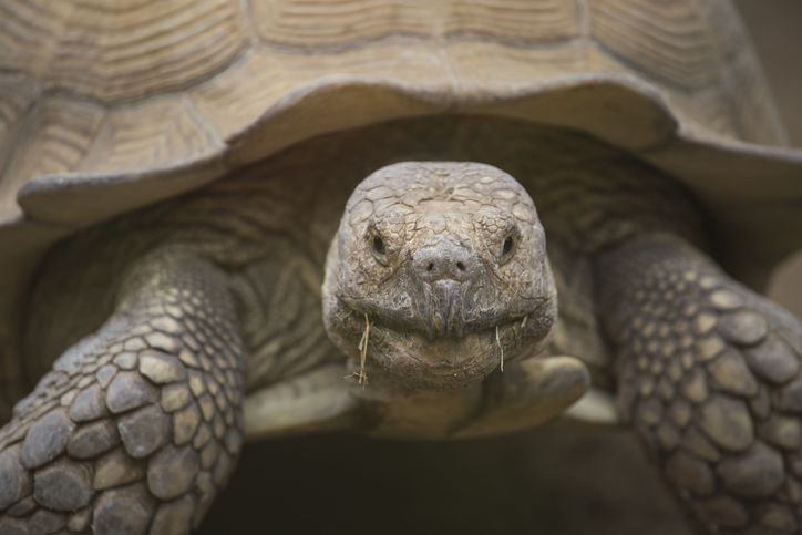 "여기서 왜 나와?" 바닥을 뜯자 기어 나온 거북이…10년 넘게 갇혀 있었다